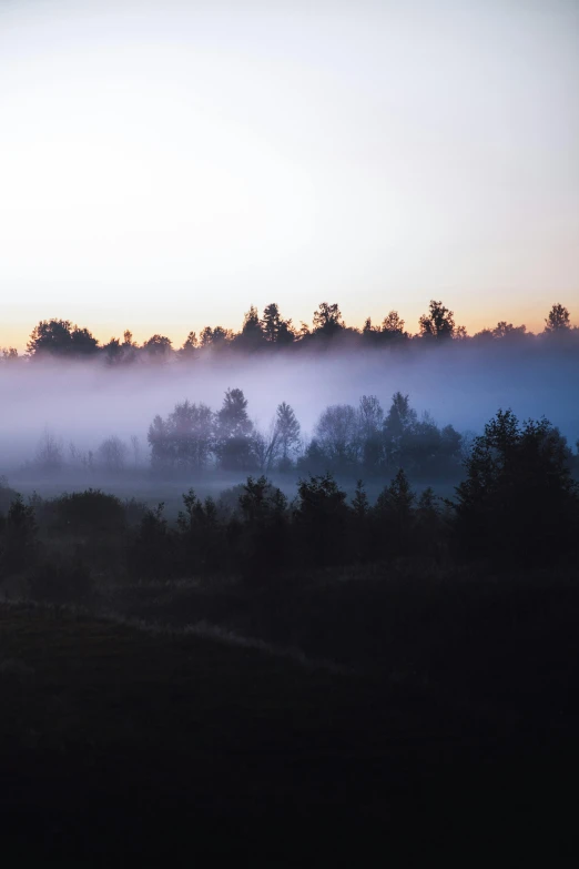 a herd of cattle grazing on top of a lush green field, by Grytė Pintukaitė, unsplash contest winner, romanticism, foggy forest at night, is at dawn and bluish, northern finland, made of mist