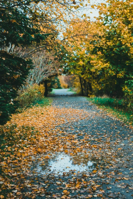 a dirt road surrounded by trees covered in leaves, puddles, teal and orange colours, grey, walkway