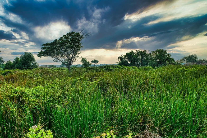 a field with tall grass and trees under a cloudy sky, blue and green colours, sydney park, paul barson, stormy setting