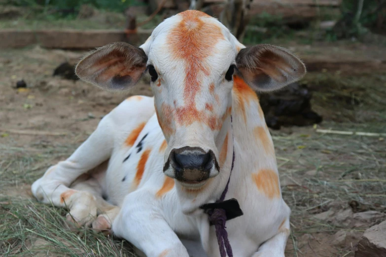 a brown and white cow laying on top of a grass covered field, unsplash, india, white and orange breastplate, albino, around 1 9 years old