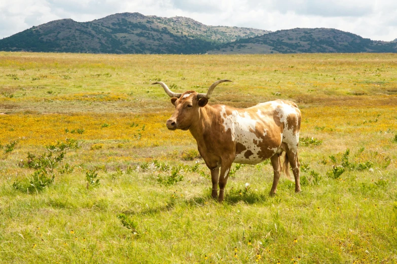 a brown and white cow standing on top of a grass covered field, arrendajo in avila pinewood, fan favorite, a colorful, tx