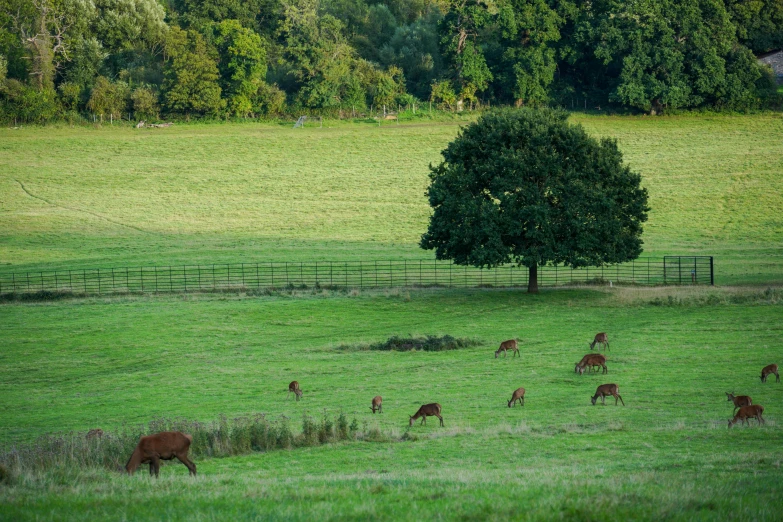 a herd of deer grazing on a lush green field, inspired by Sir Alfred Munnings, land art, central farm, taken in 2 0 2 0, landscape photograph, late summer evening