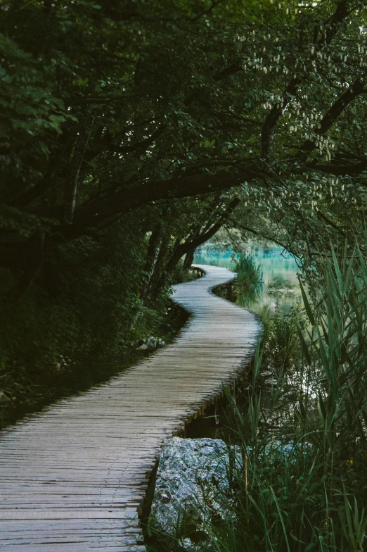 a wooden walkway next to a body of water, road in a forest road, winding branches, walking through a suburb, adventuring