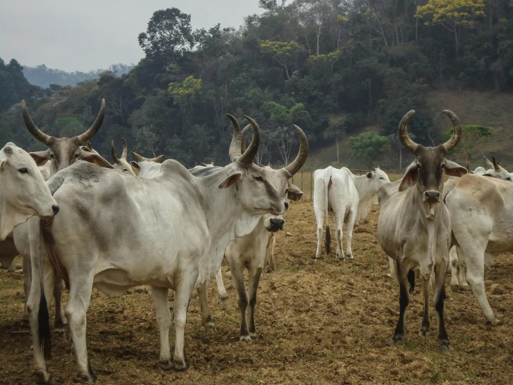 a herd of cattle standing on top of a dry grass covered field, avatar image