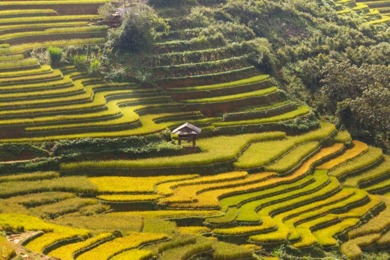 a house sitting on top of a lush green hillside, by Daniel Lieske, pexels contest winner, land art, vietnam war, golden colors, immaculate rows of crops, gray