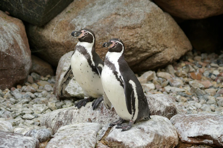 two penguins standing next to each other on rocks, a portrait, pexels contest winner, private press, no cropping, decorated, complex background, jen atkin