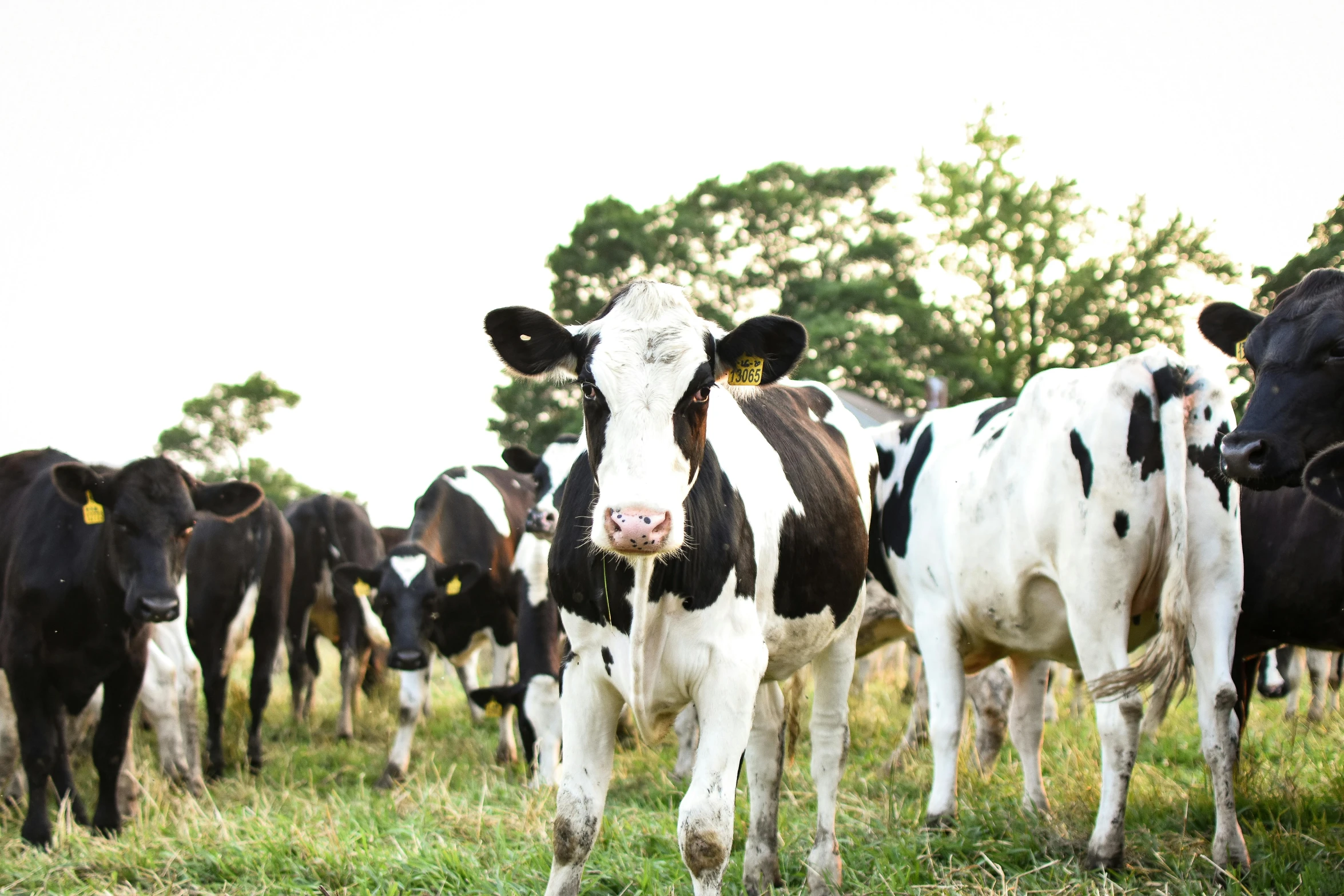 a herd of cows standing on top of a lush green field, a portrait, unsplash, avatar image