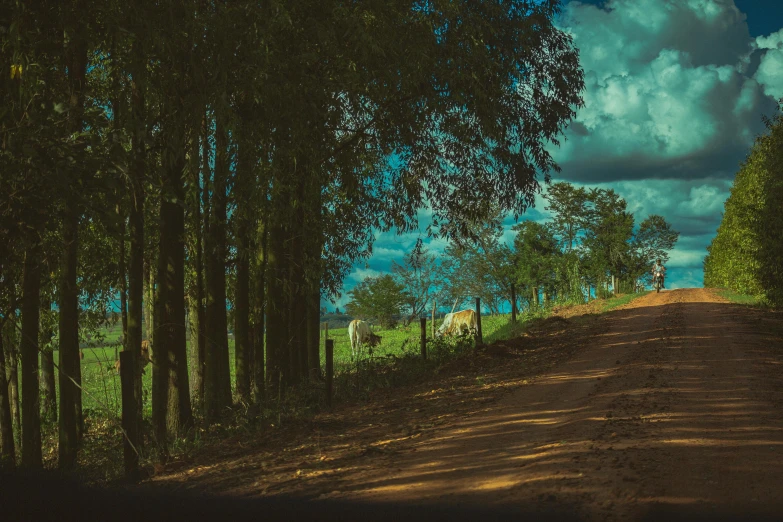 a dirt road surrounded by trees on a cloudy day, an album cover, by Elsa Bleda, pexels contest winner, assam tea village background, lo fi, pastoral, in sao paulo