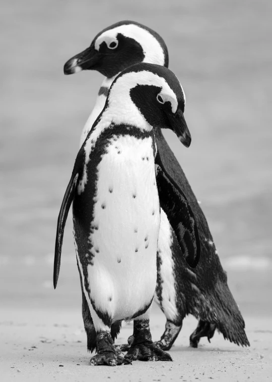 a black and white photo of a penguin on the beach, baroque, hugging each other, blank stare”, hyperdetailed!, photo”