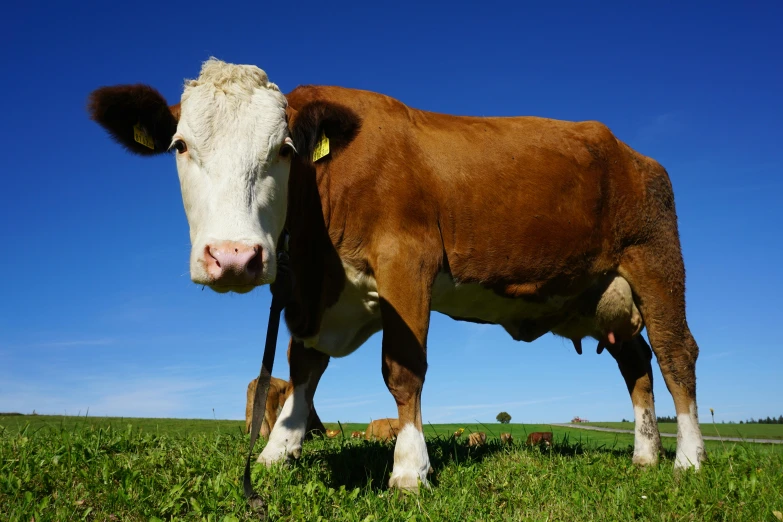 a brown and white cow standing on top of a lush green field, blue sky, close-up photograph, xqcow, shot on sony a 7