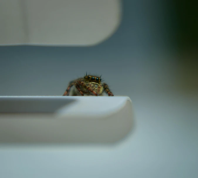 a spider sitting on top of a white table, a macro photograph, unsplash, hyperrealism, sitting at a computer, high quality photo, sassy pose, caught in 4k