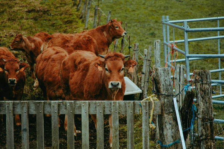 a herd of cows standing next to a wooden fence, pexels contest winner, renaissance, 🦩🪐🐞👩🏻🦳, a pair of ribbed, new zealand, brown