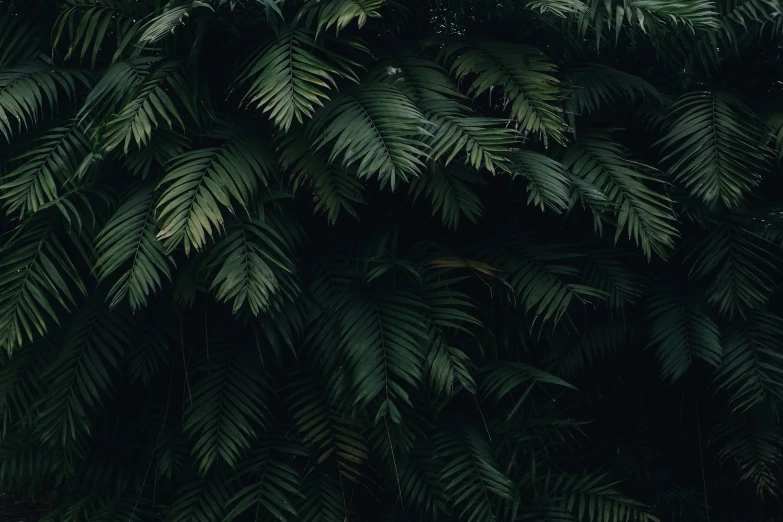 a red fire hydrant sitting in front of a lush green forest, inspired by Elsa Bleda, unsplash contest winner, australian tonalism, chest covered with palm leaves, dark wallpaper, alessio albi, plant patterns