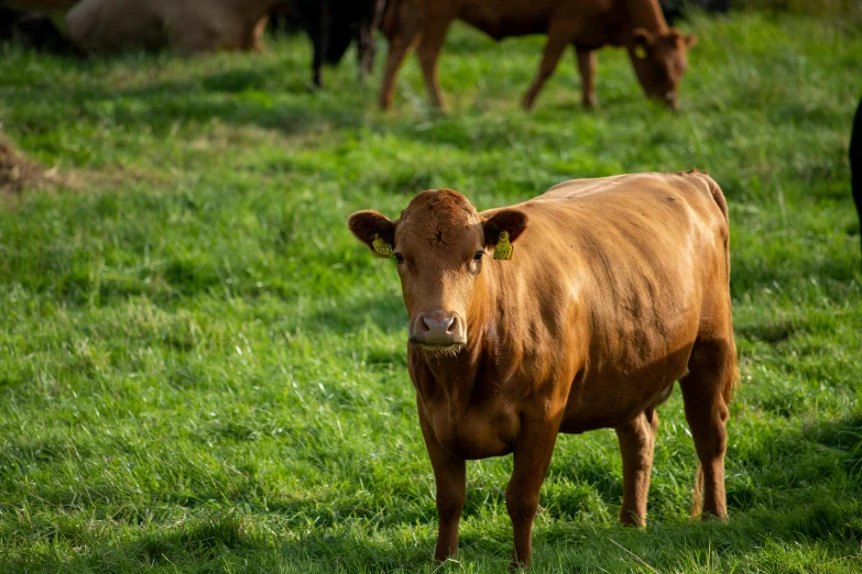 a brown cow standing on top of a lush green field, meats on the ground, in australia, profile image, fan favorite