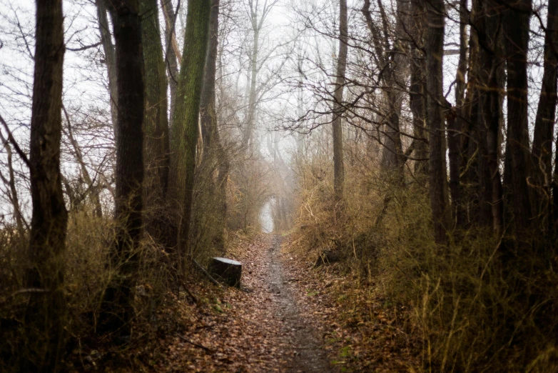 a couple of benches sitting in the middle of a forest, by Adam Szentpétery, pexels contest winner, narrow footpath, brown mist, the tunnel into winter, old photo of a creepy landscape