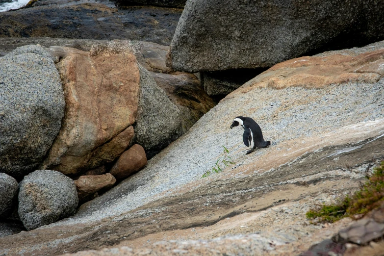 a penguin that is sitting on some rocks, by Peter Churcher, pexels contest winner, fan favorite, cape, occasional small rubble, smol
