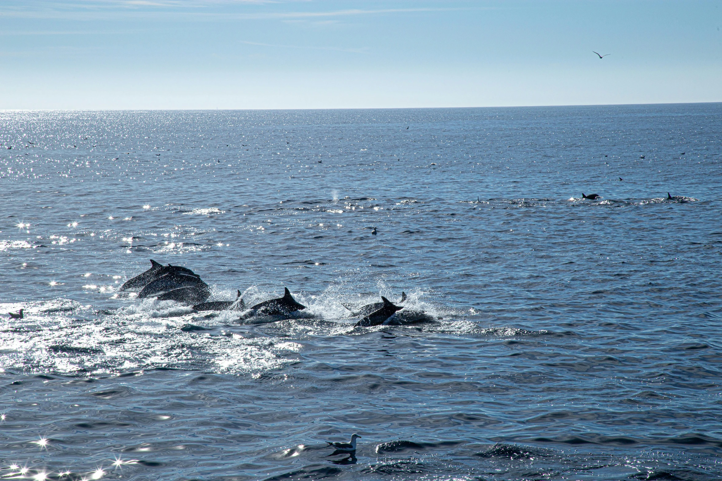 a group of dolphins swimming in the ocean, by Terese Nielsen, unsplash, 2 5 6 x 2 5 6 pixels, hammershøi, high quality photo, oceanside