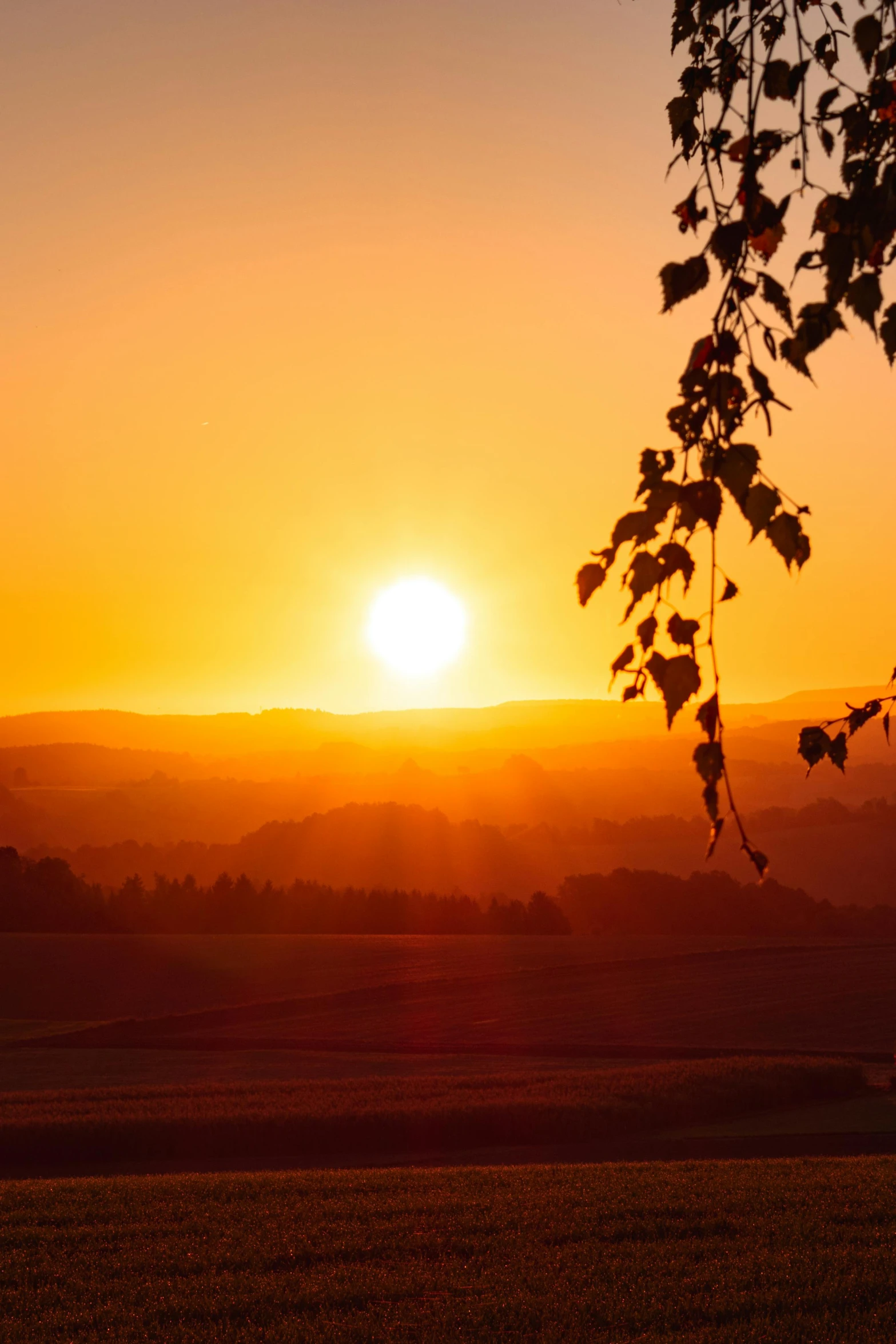 the sun is setting behind a tree in a field, by Sebastian Spreng, pexels contest winner, sunset in a valley, bright yellow and red sun, heat shimmering, uncropped