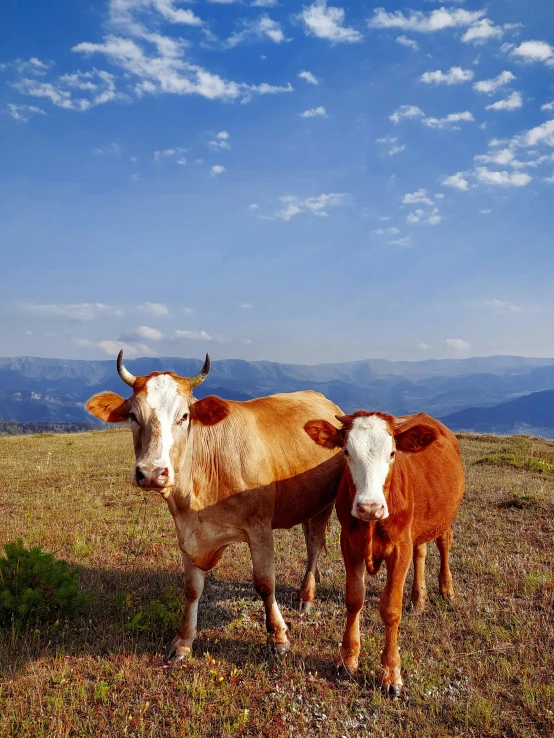 a couple of cows standing on top of a grass covered field, on top of a mountain, profile image