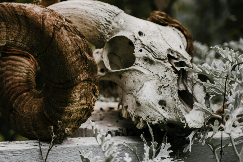 a ram skull sitting on top of a wooden fence, a marble sculpture, by Daniel Lieske, pexels contest winner, vanitas, botanicals, profile image, dead old, bones on the ground