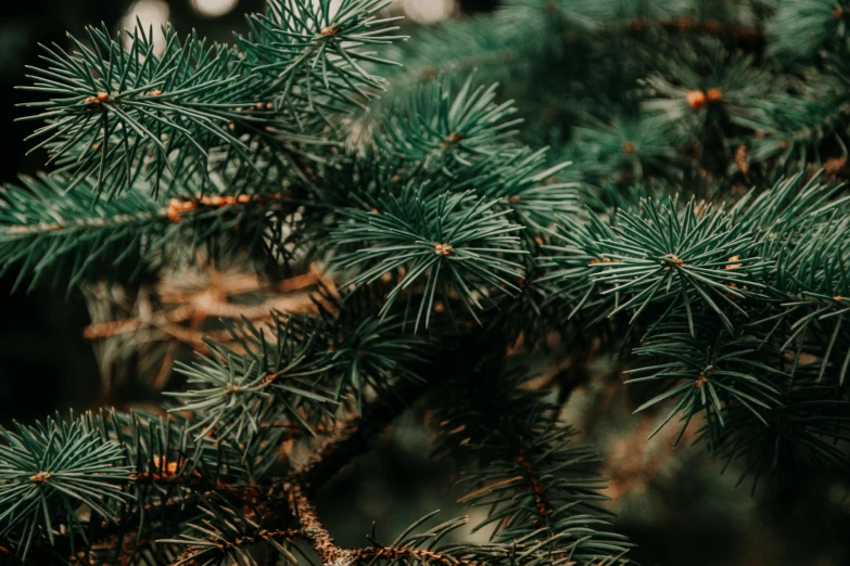a close up of a pine tree branch, trending on pexels, thumbnail, background image, 8k 28mm cinematic photo, cinematic shot ar 9:16 -n 6 -g