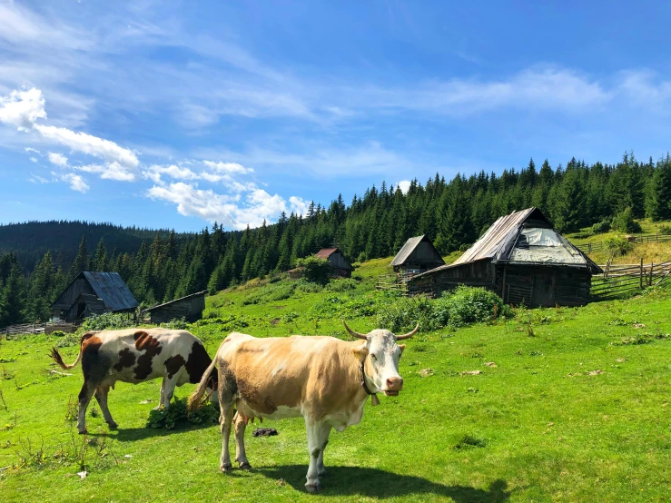 a couple of cows standing on top of a lush green field, by Emma Andijewska, pexels contest winner, wooden houses, romanian heritage, 💋 💄 👠 👗, thumbnail