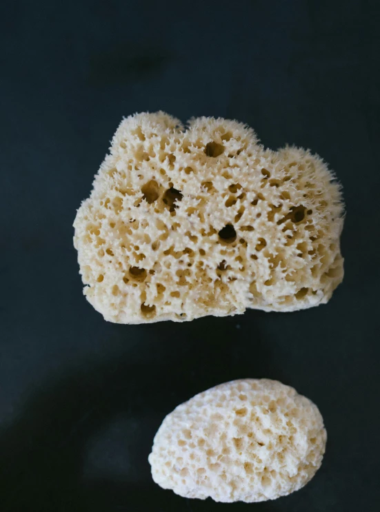 a couple of sponges sitting on top of a table, a microscopic photo, unsplash, carved ivory, high quality product image”, upscaled to high resolution, detailed innards