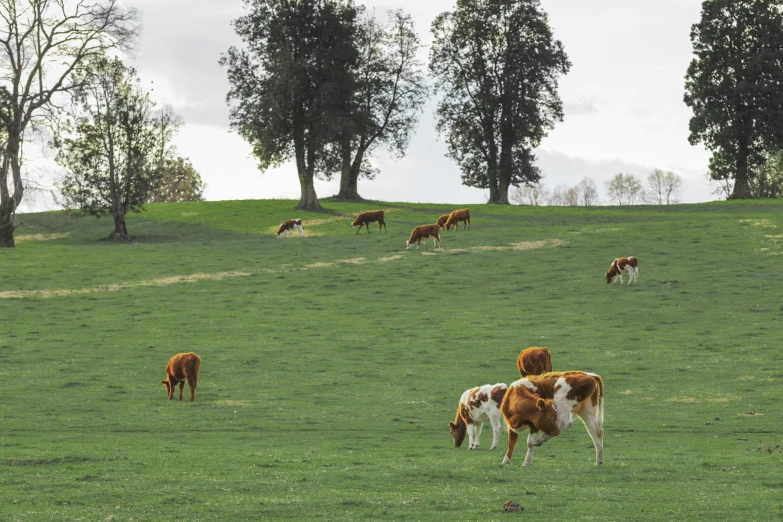 a herd of cattle grazing on a lush green field, pexels contest winner, renaissance, meats on the ground, brown, washington state, countryside city scene