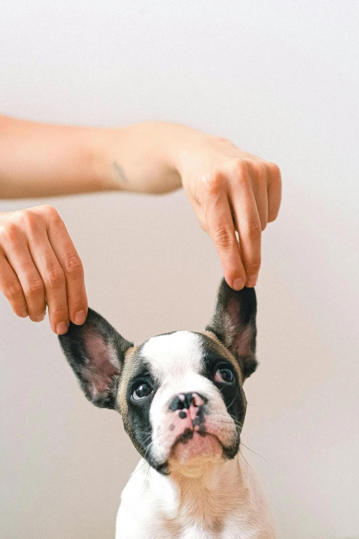 a person petting a small black and white dog, trending on pexels, renaissance, drooping rabbity ears, boxer, upside - down, minimal