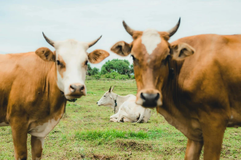a herd of cows standing on top of a lush green field, by Andries Stock, trending on unsplash, fan favorite, meats on the ground, a wooden, an ancient