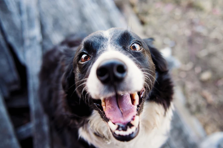 a black and white dog looking up at the camera, pexels contest winner, happening, smiling amazed, aaaaaaaaaaaaaaaaaaaaaa, aussie, a wooden