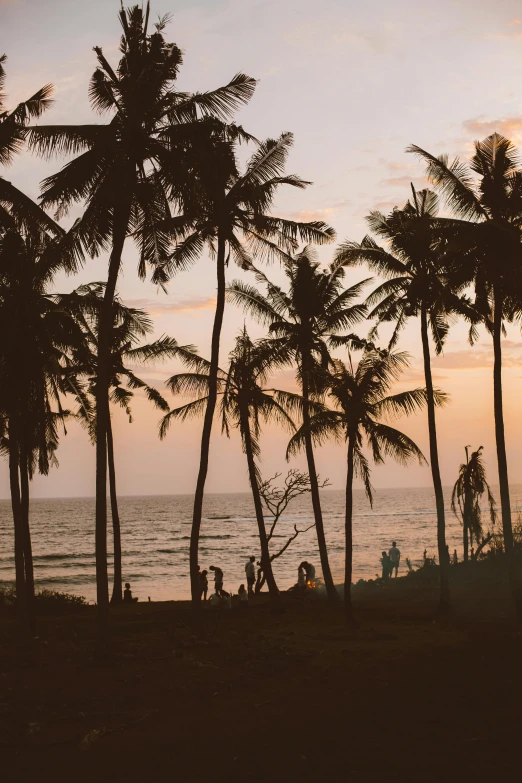 a group of palm trees sitting on top of a beach, renaissance, at dusk at golden hour, moonlit kerala village, soft-sanded coastlines, views to the ocean