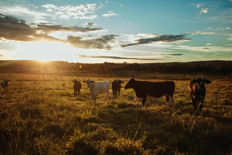 a herd of cattle standing on top of a grass covered field, golden hour photograph, liam brazier, big island, high quality image”