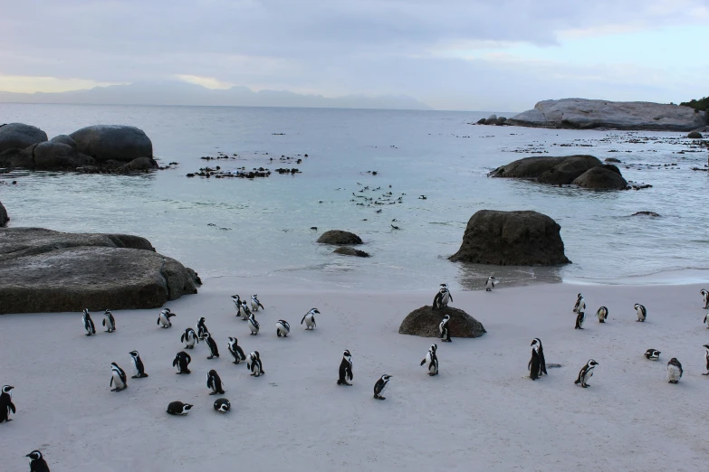 a group of penguins standing on top of a sandy beach, an ocean, on the ocean