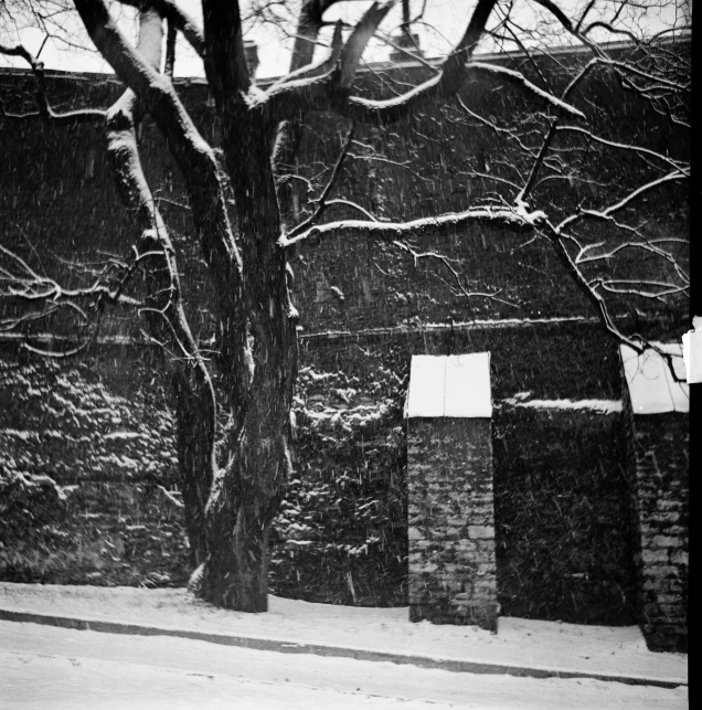 a black and white photo of a tree in the snow, shin hanga, city wall, c1970, [ shards, frida castelli