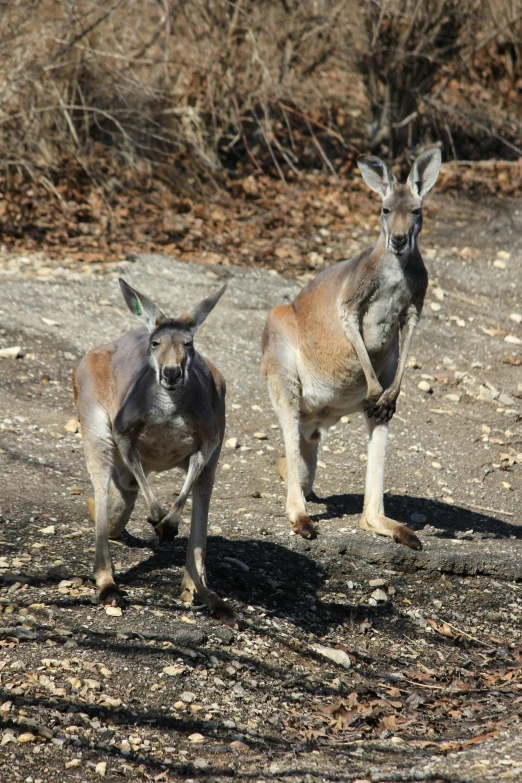 a couple of animals that are standing in the dirt, australian bush, walking towards the camera, upclose, rampaging