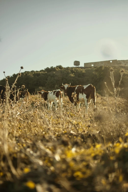 a herd of cattle standing on top of a grass covered field, traditional corsican, ignant, college, morning glow