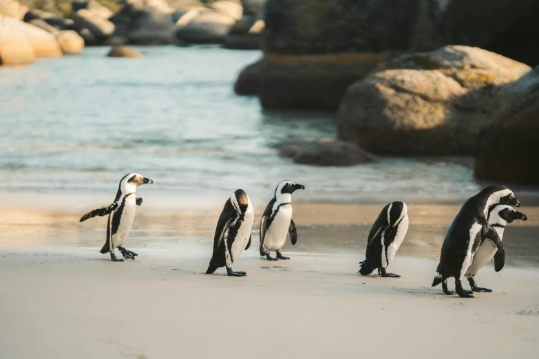 a group of penguins standing on top of a sandy beach, on the ocean