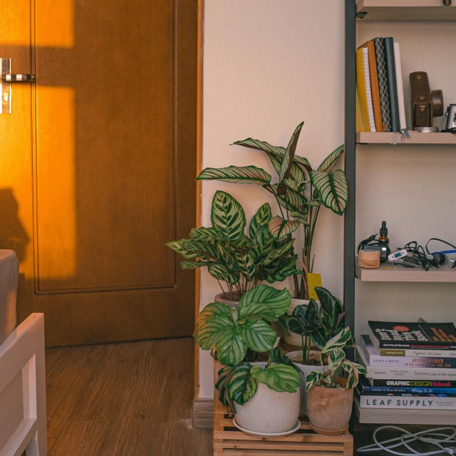 a living room filled with lots of books and plants, inspired by Elsa Bleda, trending on pexels, light and space, sundown golden hour, standing in corner of room, lofi aesthetic, plants growing