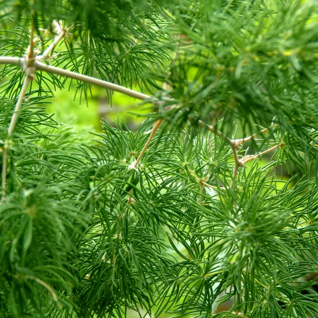 a bird perched on a branch of a tree, an album cover, by Alison Watt, unsplash, hurufiyya, cedar, in a verdant garden, texture detail, puffy