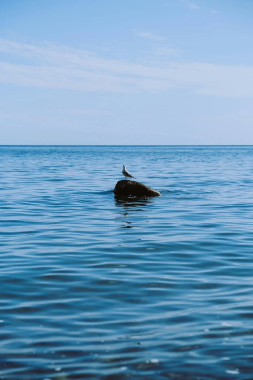 a bird sitting on top of a rock in the middle of the ocean, unsplash, minimalism, documentary photo, drowned, sittin, whale