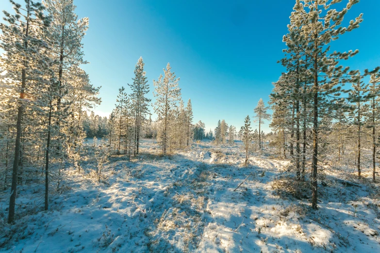 a snow covered forest on a sunny day, inspired by Eero Järnefelt, unsplash, hurufiyya, clear blue sky, meadows, dusting of snow, tourist photo