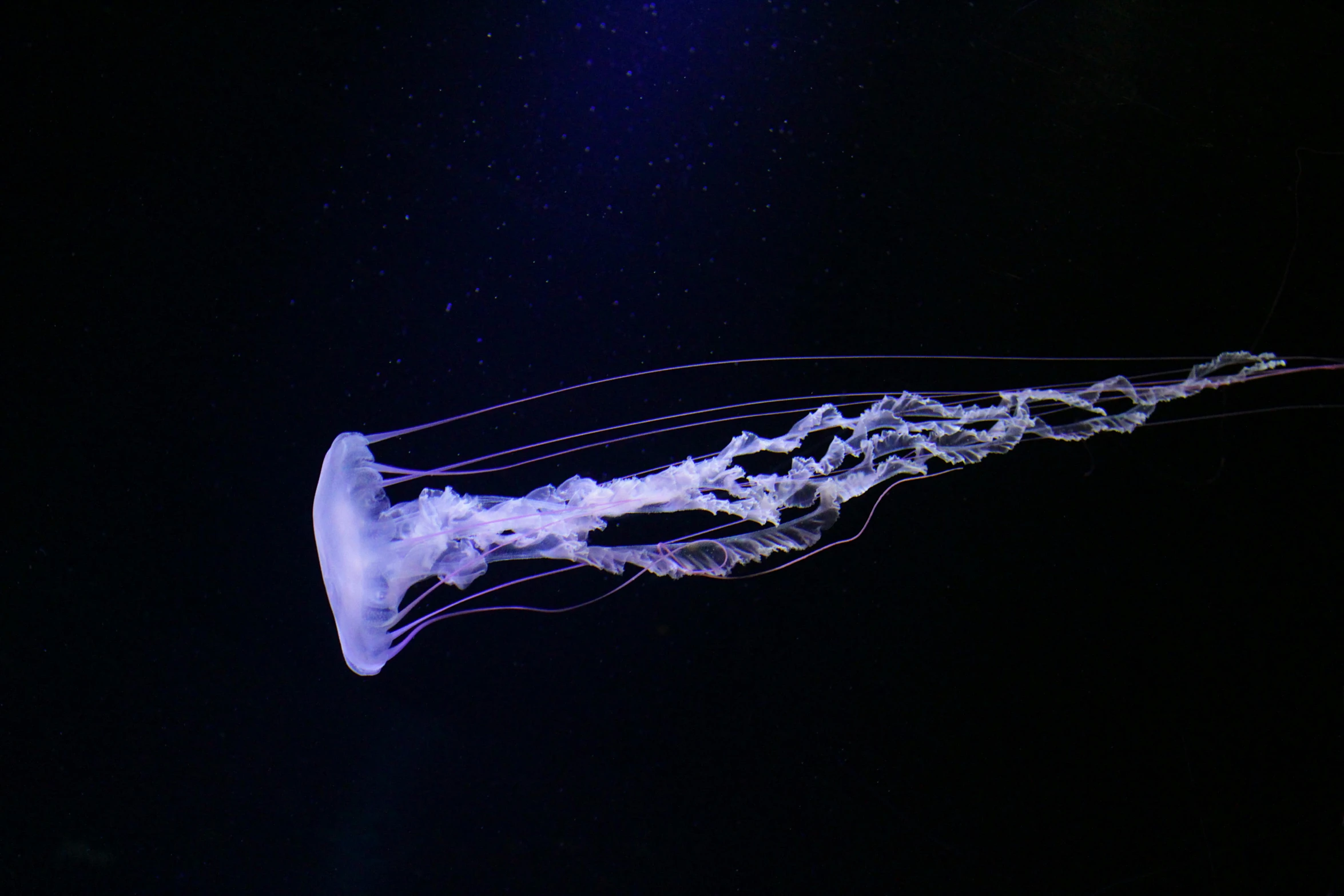 a jellyfish that is floating in the water, by Adam Marczyński, pexels contest winner, hurufiyya, lit from the side, on a gray background, glowing veins of white, blue whale