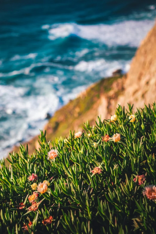 flowers growing on the edge of a cliff next to the ocean, slide show, lush gnarly plants, multiple stories, ocean spray