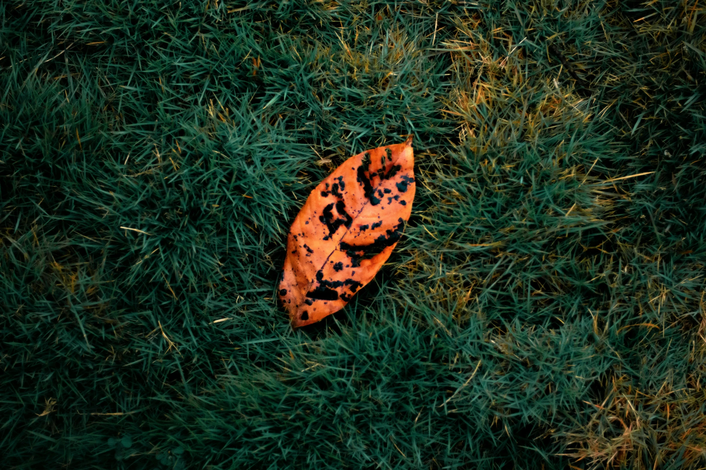 a leaf that is laying in the grass, an album cover, inspired by Elsa Bleda, trending on pexels, orange and black, organic shape, drone photo, 15081959 21121991 01012000 4k