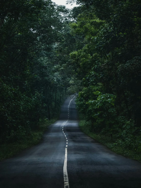 an empty road in the middle of a forest, monsoon, dark green tones, ignant, unedited