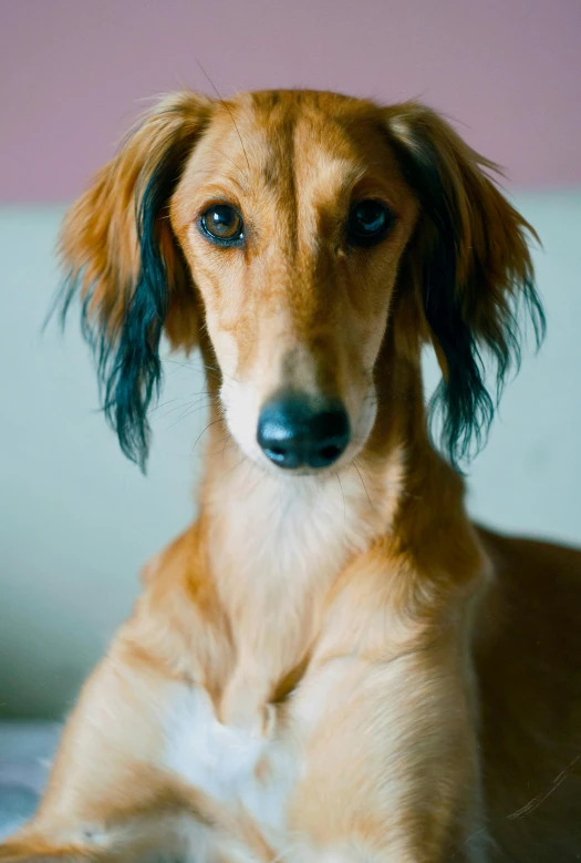 a dog that is laying down on a bed, inspired by Elke Vogelsang, flickr, with long hair, delicate androgynous prince, slightly tanned, closeup of an adorable