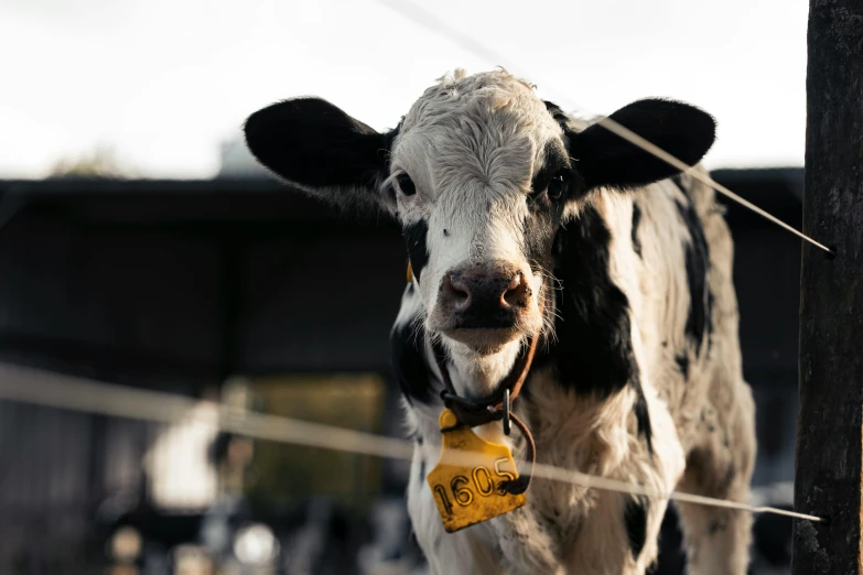 a black and white cow standing next to a wire fence, liquid gold, shot with sony alpha 1 camera, eating cheese, pbr