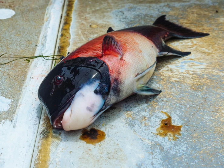 a fish that is laying on the ground, a photo, unsplash, hurufiyya, covered with organic flesh, it has a red and black paint, kete butcher, 2000s photo