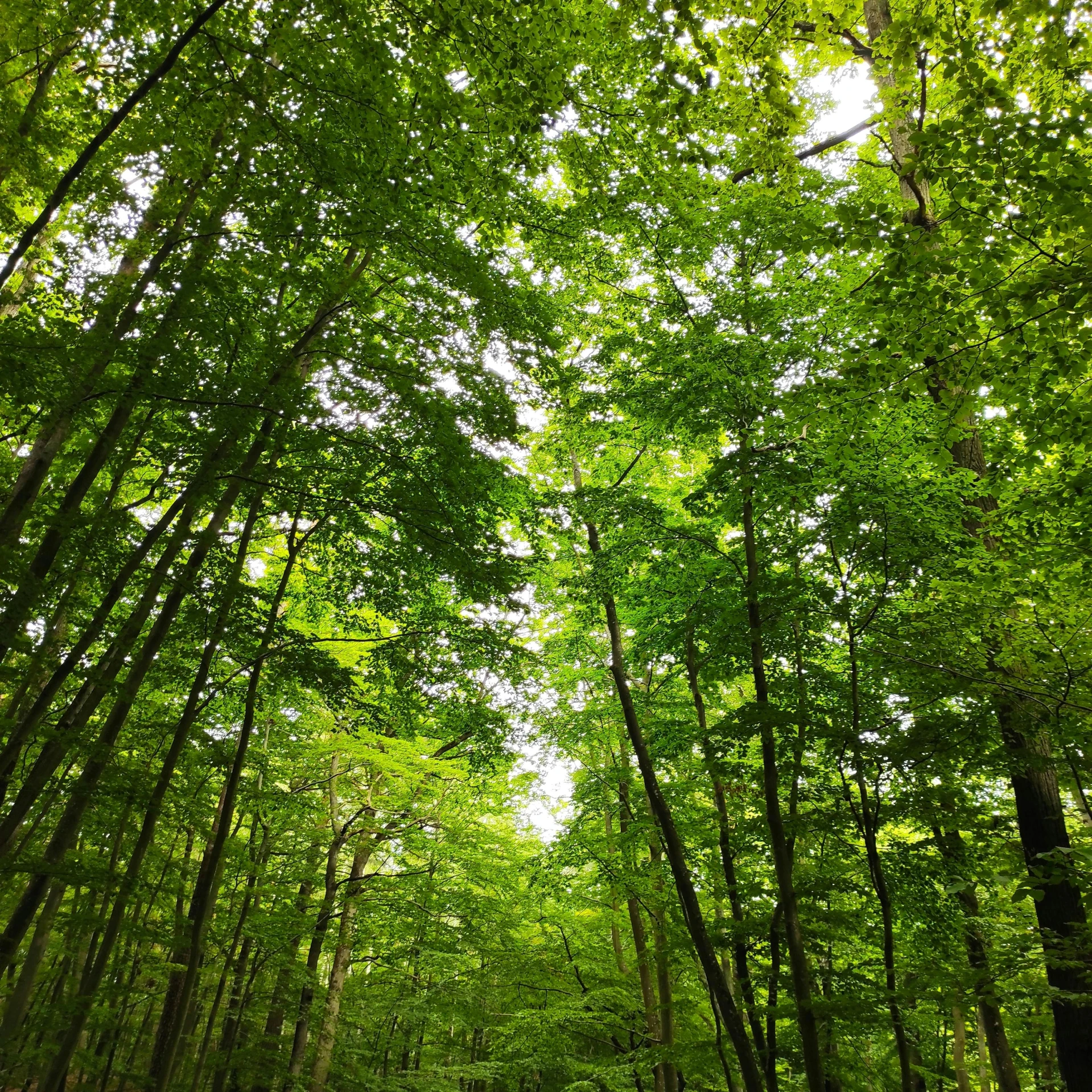 a forest filled with lots of green trees, by Caroline Mytinger, pexels, low angle 8k hd nature photo, 2 5 6 x 2 5 6 pixels, # nofilter, william penn state forest